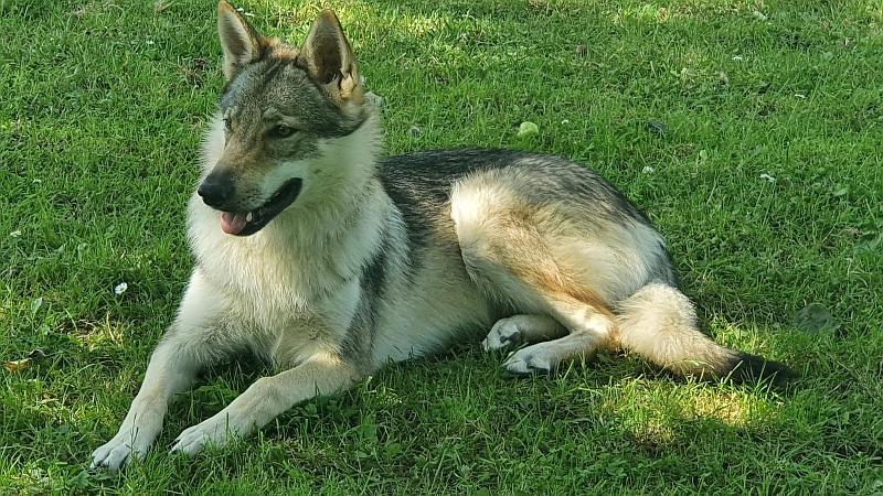 Carja, Wolf of
                    Mystika